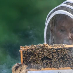 bee3_orig bee3_orig